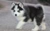 Beautiful Siberian Husky Pups For Sale