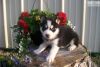 Cute Siberian Husky Pups For Sale