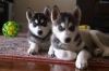 Cute and Adorable siberian husky Puppies for sell
