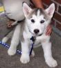 male and female siberian husky for sale
