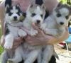 Blue Eyes Siberian Huskies Pups For Sale