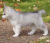 Sweet Charming Siberian Husky Pups