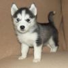 blue eyes Siberian Husky Puppies for Sale
