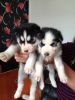 Siberian Husky Puppies For free