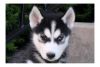 Male and female Siberian Husky Puppies available