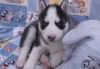 Now is time siberian husky puppies availanle