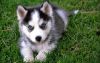 gshdhdh perfect Siberian husky puppies for sale.