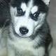 Siberian Husky Puppies for adoption