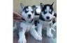 Sweet Siberian husky puppies For adoption