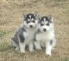 Gorgeous Siberian husky puppies