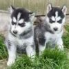 Stunning Blue-eyed Siberian Husky Puppies