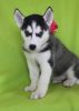 siberian husky puppies for ever rehoming