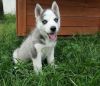 Blue Eyes Siberian Husky Pups