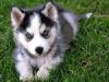 Male And Female Siberians huskys Puppies