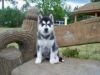 Gorgeous Siberian Husky Puppies xxx) xxx-xxx0