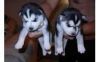 Excellent Blue Eyes Siberian Huskies Pups For Sale