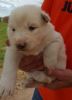 Powerful Siberian Husky Puppies For Sale