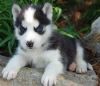 Home trained Husky Puppies