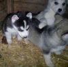 Golden Siberian Husky Puppies For Good Homes