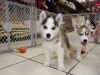 Cute siberian husky puppies for adoption