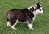 Adorable Siberian Husky Pups For Sale