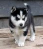 Akc Husky Puppies** Beautiful!!!! (xxx) xxx-xxx0