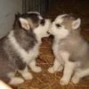 Outstanding Siberian Husky puppies .