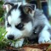 Siberian Husky Puppies.(xxx) xxx-xxx7