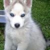 Akc Husky Puppies** Beautiful!!!! (xxx) xxx-xxx7