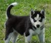 black & white Siberian Husky
