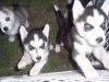 Two Siberian Husky Puppies (xxx) xxx-xxx8