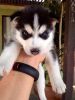 adorable Siberian husky puppies available