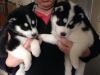 Good Looking siberian husky Puppies for adoption