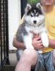 Blue Eyes Siberian Husky Puppies Available Now...