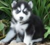 Beautiful Siberian Husky puppies,