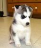 Siberian Huskies puppies for adoption#