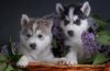 Playful Siberian Husky Puppies For Adoption.