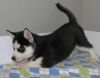 Kelly Male/female Siberian Husky Puppies Rehoming
