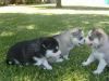 Amazing Healthy Blue Eyes Husky Puppies Available