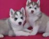 two Siberian Husky puppies