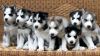 siberin husky puppies for sale .
