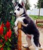 male Siberian husky puppies for sale