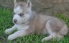 intelligent Siberian husky puppies for a sale