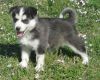 Siberian Husky Puppies Text Us (xxx) xxx-xxx8