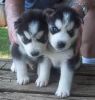 Perfect siberian husky puppies