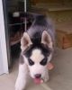 Amazing Siberian husky puppies available now