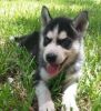 awesome Siberian husky pups Ready to go now