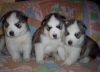 Husky Puppies for Re Homing