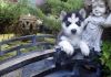 Siberian Husky Pups For Sale Text (xxx)xxx-xxxx