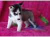 Amazing Male And Female Siberian Husky Puppies